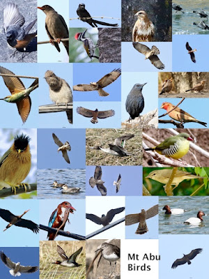 "Mount Abu birds, my personal check list."