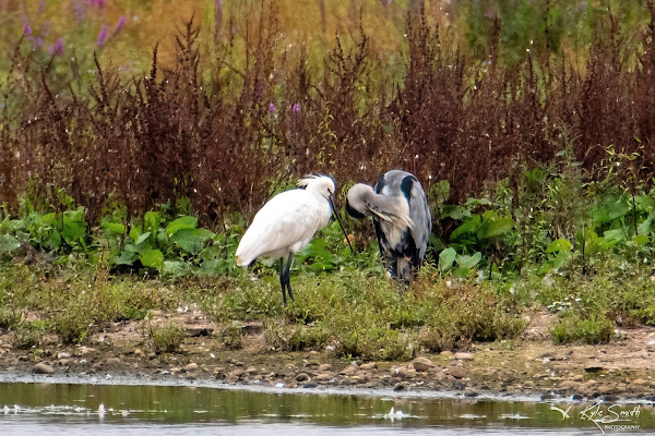 Spoonbill