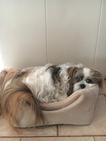 Chanel shitzu maltese dog snuggled into bed