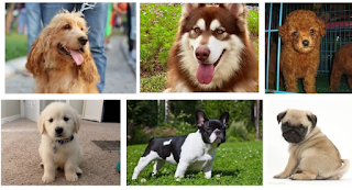 Bán Chó Bulldog Giá Rẻ TPHCM - Tìm Kiếm Và Lựa Chọn
