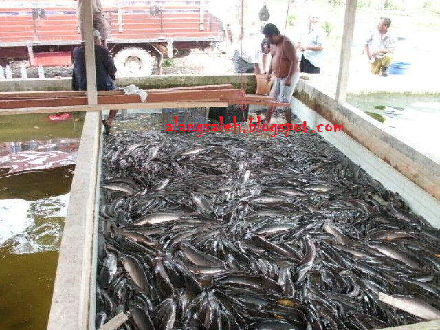 KOLAM MEMANCING ALANG SALEH: bab 1 (penternakan) : jenis2 ...