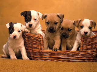 cute puppy pictures hd 