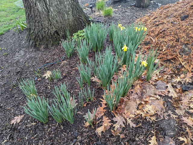 Daffodils in Spring in Zone 6a in Woodland Garden