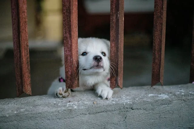 Separation Anxiety in Dogs: Symptoms, Causes, and Solutions