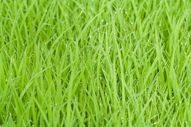 Know Your Gardening – Planting Grass Seeds In Spring