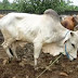 GAMBAR SAPI ONGOLE 13