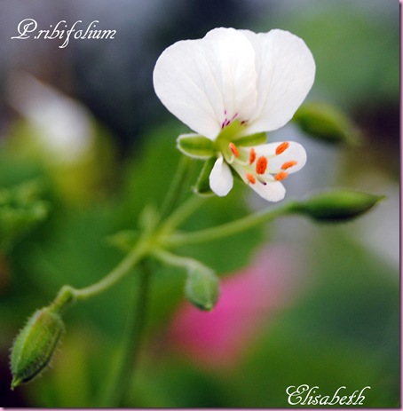 pelargonium i mai 2011 095