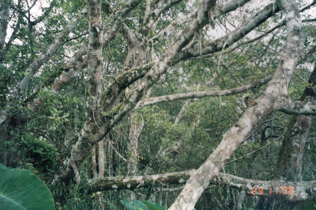 FLORA DAN FAUNA KHAS BANTEN SEBAGAI ASET DAN MODAL PEMBANGUNAN PROVINSI BANTEN