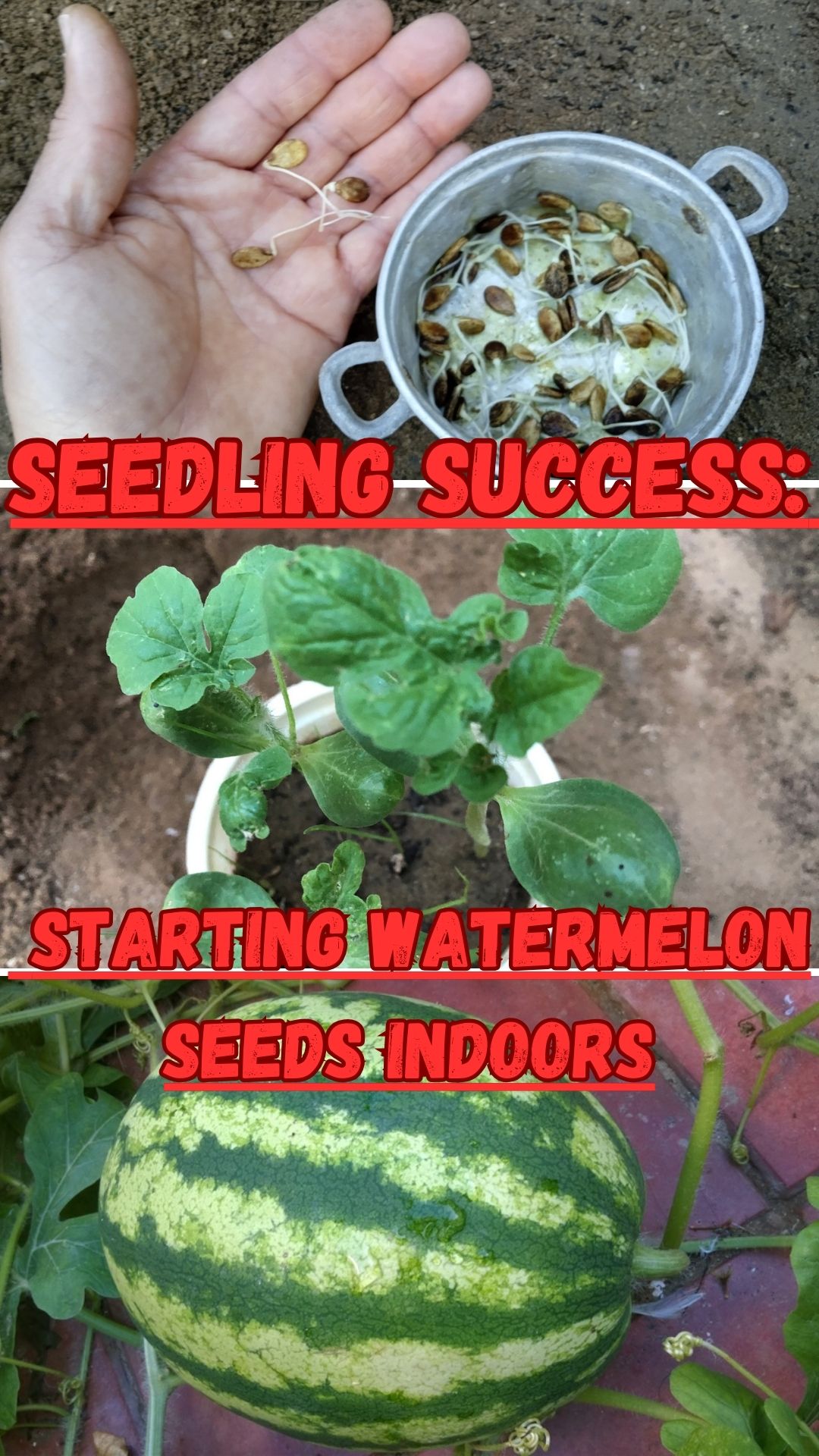 By following this complete guide, you'll be equipped with the knowledge and skills to successfully start watermelon seeds indoors. Embrace the joy of gardening and savor the fruits of your labor as you watch your watermelon seedlings grow and flourish, eventually producing delicious melons in your own garden.