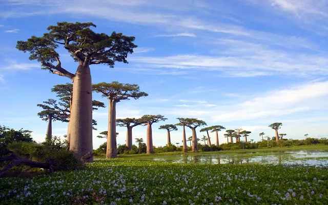 Pohon Baobab Afrika