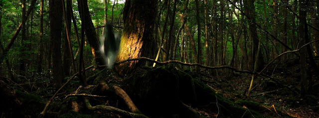 the legendary Aokigahara Forest