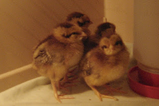 4 day old Welsummer chicks around the drown-proof water dispenser