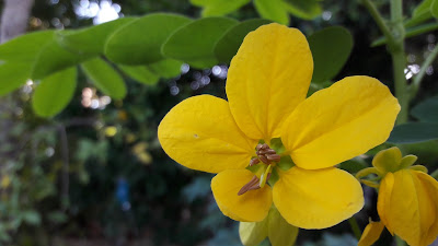 Senna (cassia) auriculata