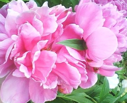 pink peony mammaw
