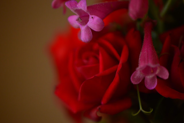 desert garden, small sunny garden, amy myers, monday vase meme, rose daniela, penstemon pseudospectabilis