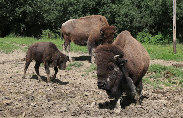 Hunsrück Wildpark Rheinböllen, Bisons