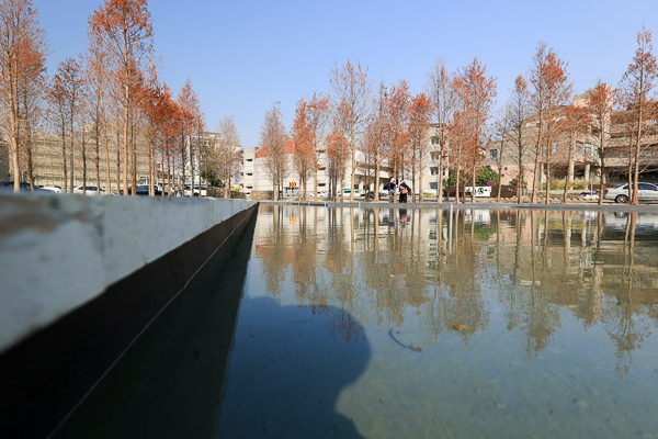 台中西屯國聚建設基地綠美化，落羽松森林、水池倒影，中央公園旁