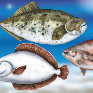 Types of Flat Fish