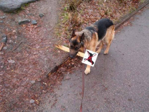 Lustiger Schaeferhund hat Hunde verboten Schild in der Schnauze Lustiges über Tiere Lustiges über Tiere