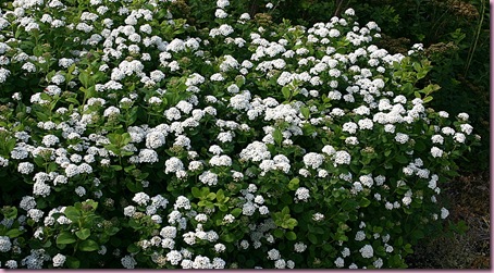 Lauvtre_og_busker__Spirea_(Spiraea)_Spiraea_betulifolia_'Tor'_0063_Stort