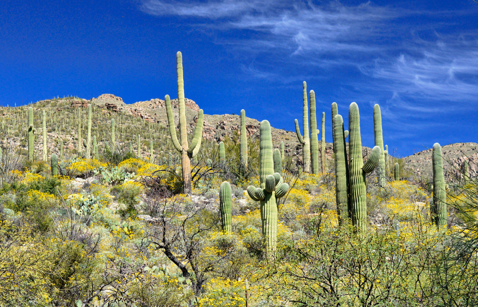 Mosaics In Science  Saguaros, Butterflies, and Days Out in The Sonoran  Desert