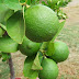 What are the Health Benefits Fruit Lime For Antioxidant and Anti Cancer