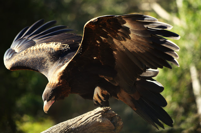 Eagle Hd photo - Baaz HD Eagle images - Eagle Free pics - Baz picture