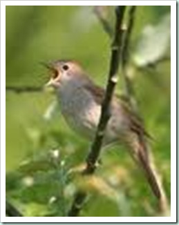 nightingale