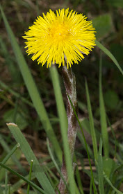 Coltsfoot, Tussilago farfara.  Nashenden Farm Lane, 14 April 2012.