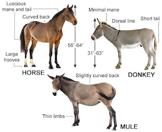 Fact About Mule
