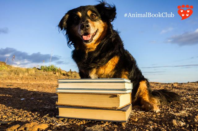 A happy mixed-breed dog sits on a beach with a pile of books