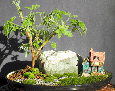 Miniature Garden with Rober's Lemon Rose Scented Pelargonium