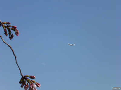 月と桜と飛行機