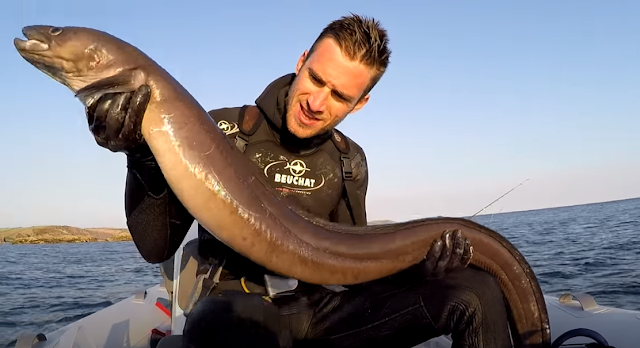 Picture of Giant American Eel