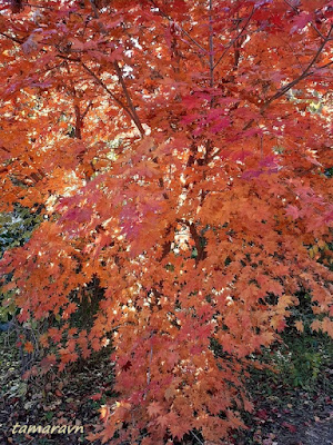 Клён ложнозибольдов (Acer pseudosieboldianum)