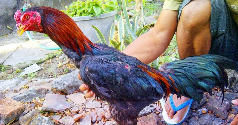 Sapu Jagat King Farm Ayam  BK Asli  Import  Langsung 