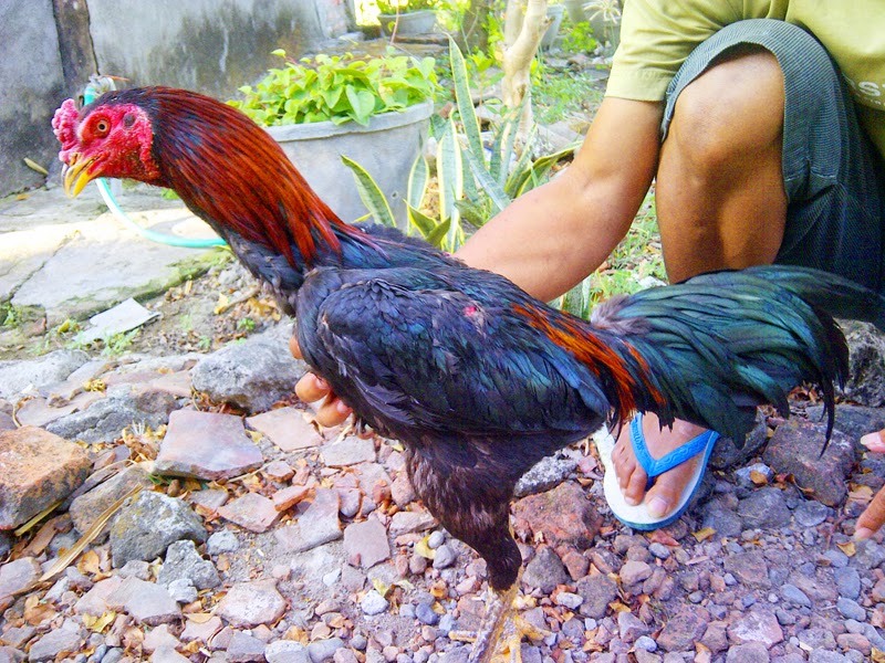 53+ Ayam Import Asli Thailand, Trend Saat Ini!