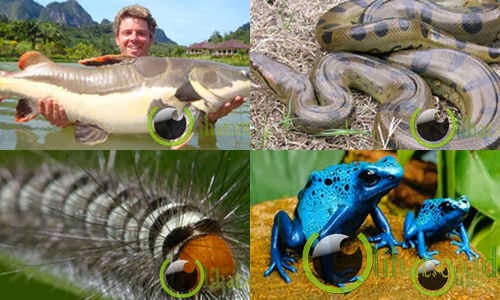 10 Hewan  Menyeramkan  yang hanya Hidup di Sungai Amazon 