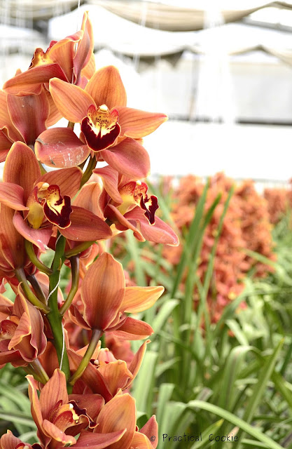 Orange-y orchids at Duckitt Nurseries