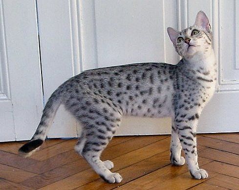 Cute Egyptian Mau Cat kitten photo