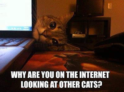 Why are you on the internet looking at other cats?