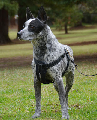 Ranger the Australian Cattle Dog