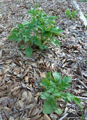 Volunteer potatoes under a leaf mulch