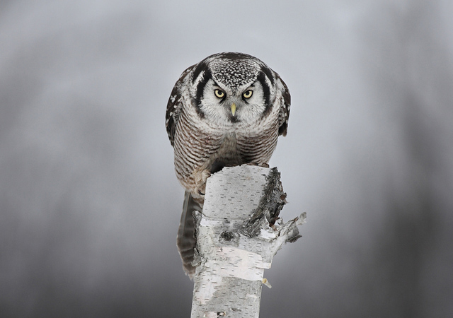 Staredown with a Hawk Owl