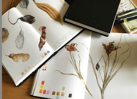 Sketchbook studies of seeds pods