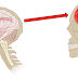 Deve-se evitar dormir logo após um traumatismo craniano?