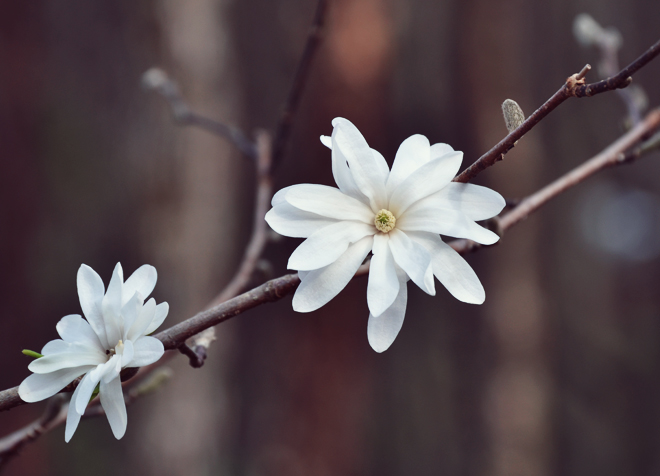 The Flying Clubhouse: Signs of Spring