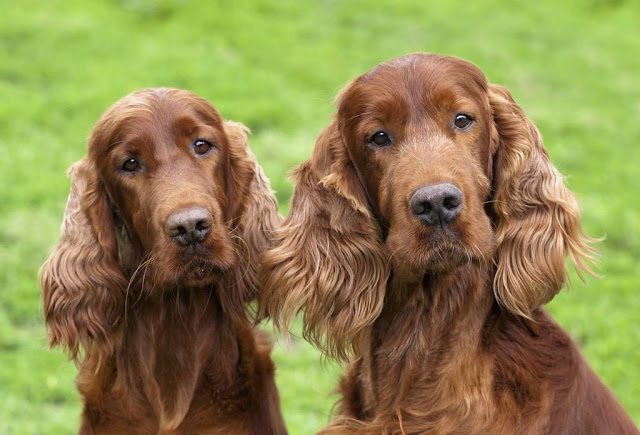 Names for the Red Setter Dog