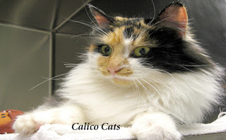 calico cats outlook