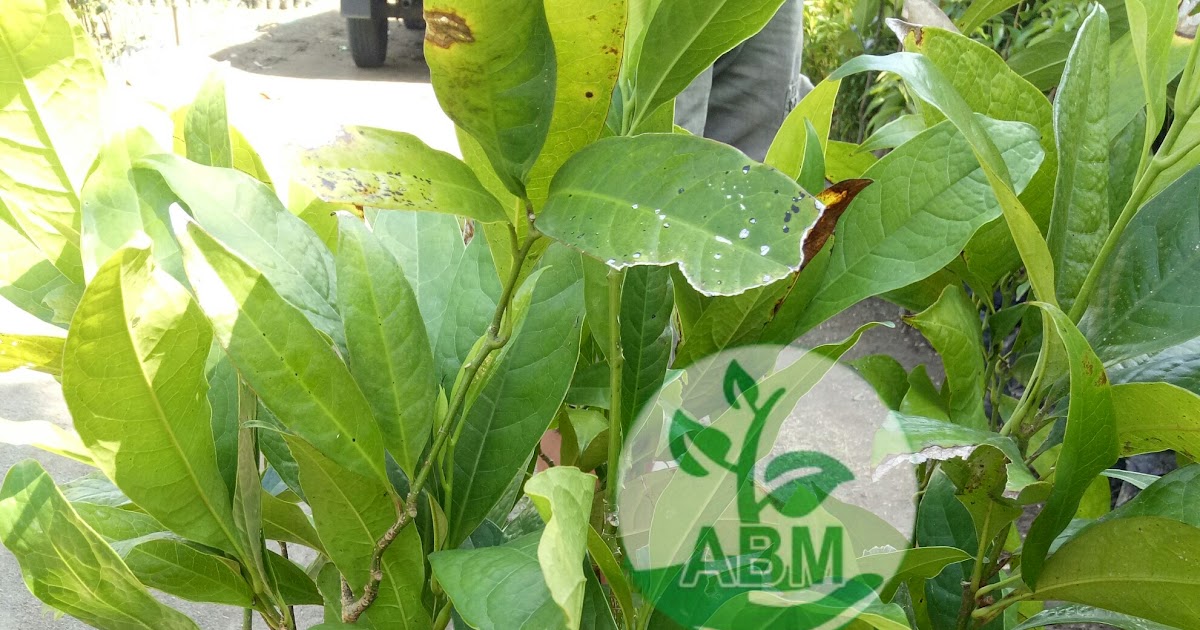  Jual  Bibit Bunga  Cempaka  Putih  Harga Murah Jual  Bibit 